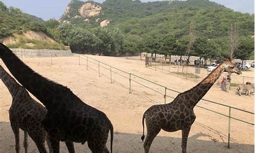 八达岭野生动物园攻略一日游最新_八达岭野生动物园攻略一日游最新消息