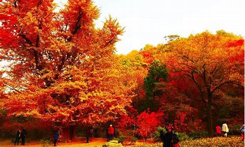 北京香山公园枫叶什么时候红_北京香山公园的枫叶什么时候红