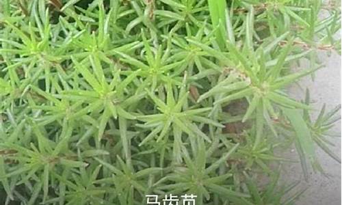 奇花异草造句子最短简单_奇花异草造句子最短简单一点_1