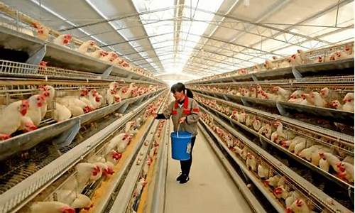 家禽养殖业务产品品质保障与质量管理