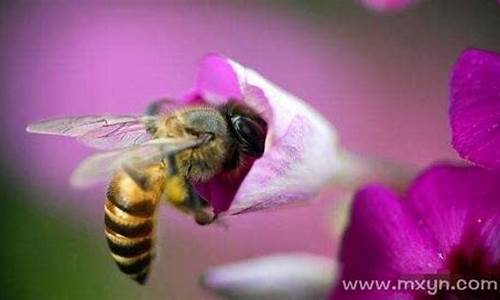 梦到蜜蜂(梦到蜜蜂预示着什么意思)-第1张图片-百家姓