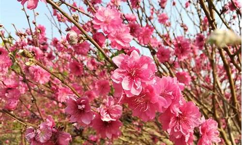 石马桃花公园桃花什么时间开