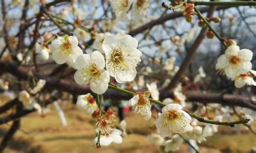 萝岗香雪公园梅花图_萝岗香雪公园梅花图片