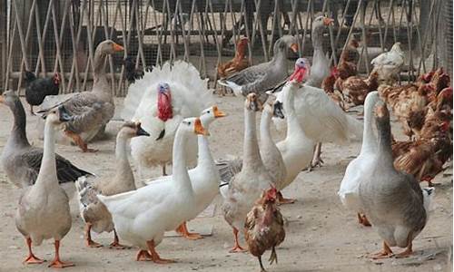 鸡鸭鹅养殖全攻略(鸡鸭鹅养殖场图片)