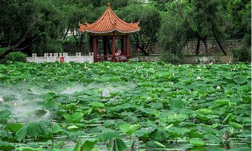 2013深圳洪湖公园荷花展时间表-2013深圳洪湖公园荷花展