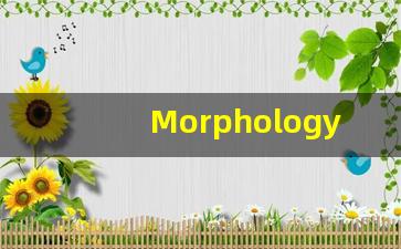 Morphology的翻译,Morphology怎么读,Morphology造句及用法-第1张图片-我的生活随想