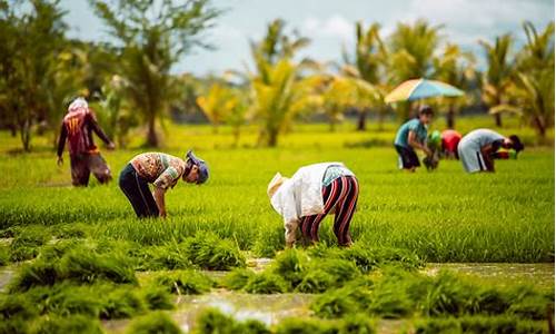 farmers什么意思_farmer什么意思