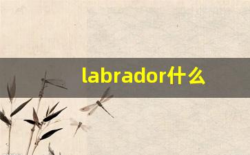 labrador什么意思,labrador中文翻译,labrador用法及例句,labrador怎么读-第1张图片-我的生活随想