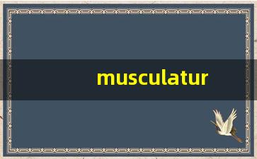 musculature什么意思,musculature中文翻译,musculature用法及例句,musculature怎么读-第1张图片-我的生活随想