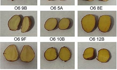 potato哪里开发的(potato哪个国家的软件)