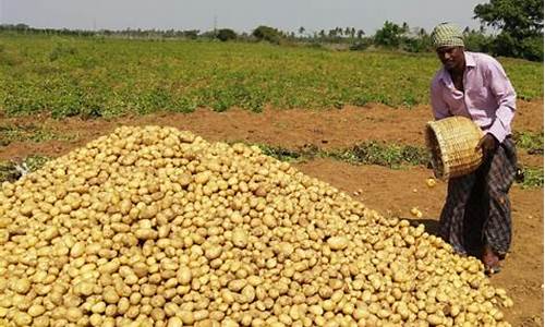 potato国外电话号.