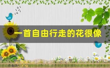 自由行走的花的歌词-一首自由行走的花很像