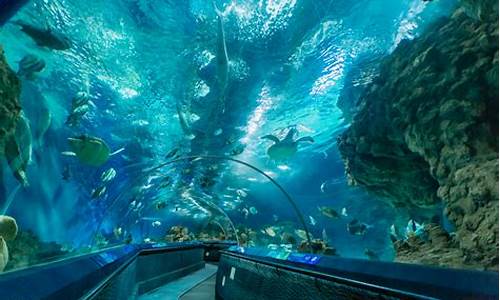 上海海洋水族馆和海昌海洋馆哪个好_上海海洋水族馆