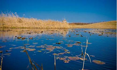 上海湿地公园风景图片_上海湿地公园的景点