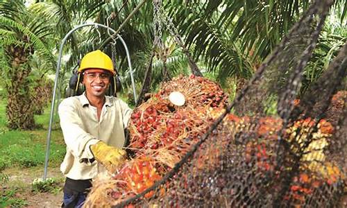 印尼棕榈油种植面积_中国谈论印尼棕榈油价格