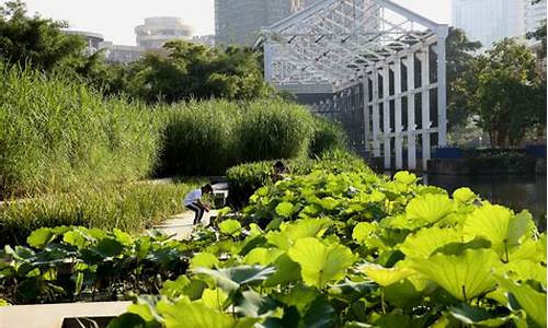 中山岐江公园植物配置表,中山岐江公园植物配置