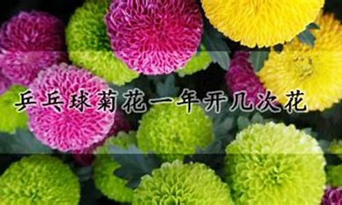 乒乓球菊花春天开花吗_乒乓球菊花一年开几次花怎么养护