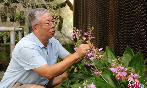 云花图片_云花云花一现打一生肖