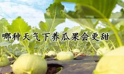 什么天气养瓜果甜_什么天气养瓜果甜多