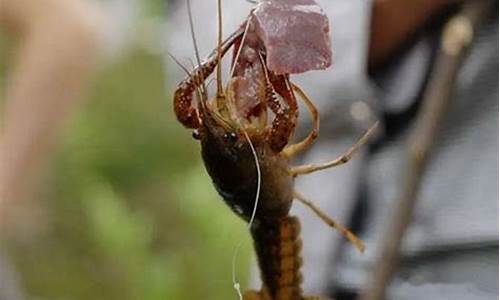 夏天钓龙虾的最佳时间是什么时间_什么天气钓龙虾最好