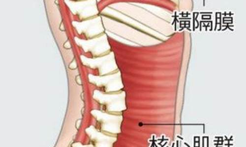 什么是横膈膜呼吸?用处是什么?可以预防、改善什么?_什么是横膈膜