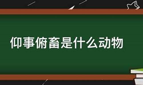 仰事俯畜指的是什么动物-仰事俯畜是什么动