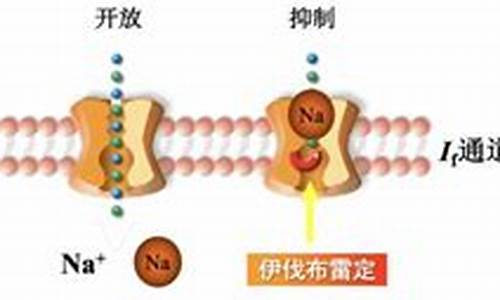 伊伐布雷定作用机制是-伊伐布雷定临床应用中国专家共识