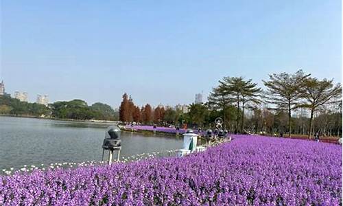 佛山顺峰山公园花海,佛山顺锋山公园