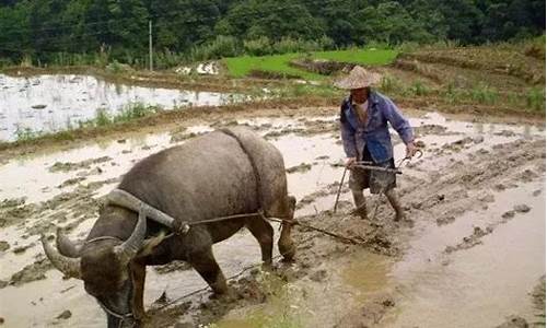 勤劳耕作_勤劳耕地为农家解什么生肖