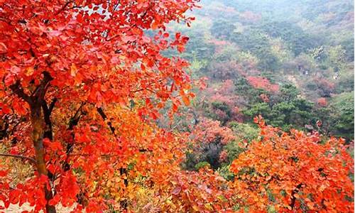 北京一香山红叶金价_2021年北京香山红