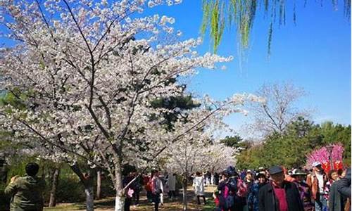 北京清明节天气预报15天_北京清明节天气