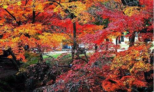 十一月日本旅游攻略,十一月日本旅游攻略大全