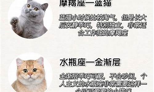 十二星座猫咪女王_12星座谁最丑