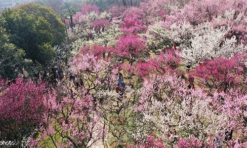 南京古林公园梅花,南京古林公园梅花开放时间