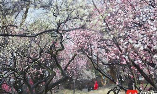 南京春季旅游攻略三天两夜,春节南京旅游攻略三日游