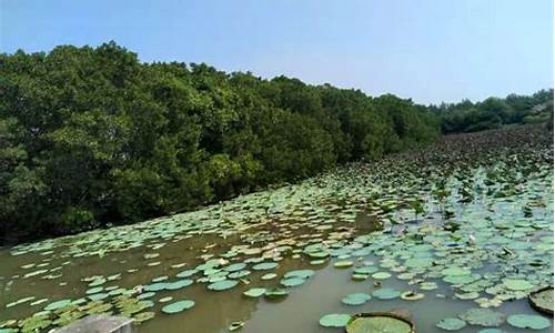 南沙湿地公园门票是多少-南沙湿地公园门票多少钱一个人