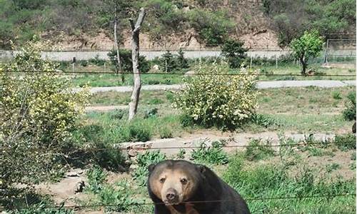 去八达岭野生动物园攻略_八达岭野生动物园攻略自驾游