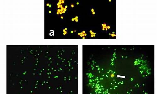 吖啶橙荧光染色观察细胞形态-吖啶橙荧光染色法在微核试验中的应