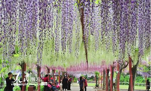 嘉定紫藤公园最佳赏花期_嘉定紫藤公园最佳赏花期是几月