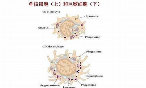 四君子汤腹腔巨噬细胞-四君子汤抗肿瘤