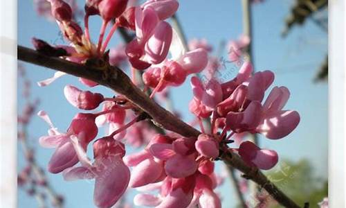 国愧花是什么生肖_国花是哪种花它长什么样