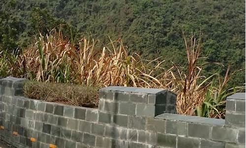 塘朗山郊野公园停车场_塘朗山郊野公园停车