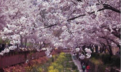 塘沽森林公园有桃花吗多少钱_塘沽森林公园有桃花吗