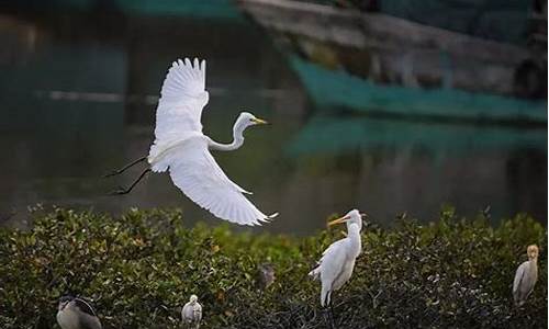 大亚湾红树林公园收费吗,大亚湾红树林公园白鹭