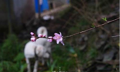 大城县天气预报12月份查询_大城县天气预报30天