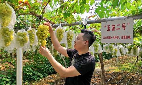 大泽山葡萄节_大泽山葡萄节几号开始