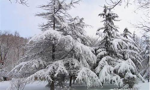 大雪压青松青松挺且直的画面_大雪压青松青松挺且直的画面怎么画简笔画