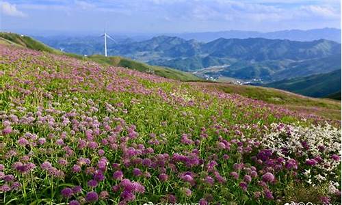 大韭菜坪景区天气_韭菜坪景区天气预报