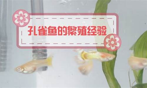 天气冷孔雀鱼怎么办啊_天气冷孔雀鱼怎么办