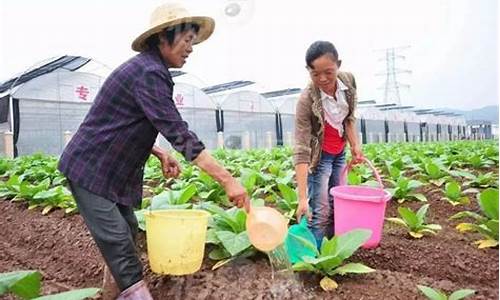 蔬菜冷了还能吃吗_天气冷蔬菜水分蒸发快